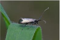Adela reaumurella
