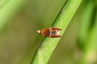 Ancylis obtusana