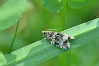 Celypha lacunana
