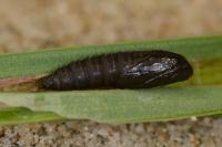 Clepsis unicolorana