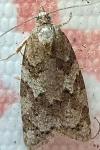 Cnephasia