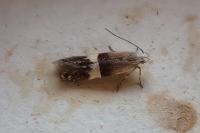 Aproaerema polychromella