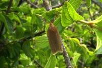 Clepsis unicolorana