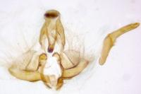 Clepsis unicolorana
