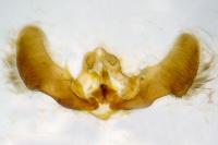 Eucosma cumulana