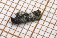 Hysterophora maculosana