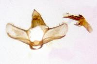 Hysterophora maculosana