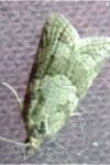 Cnephasia
