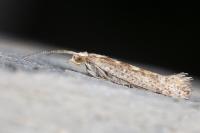 Plutella xylostella