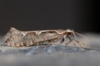 Rhigognostis incarnatella