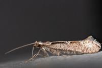 Rhigognostis incarnatella