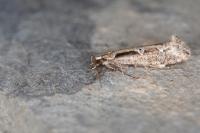 Rhigognostis incarnatella