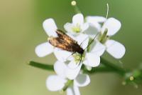 Cauchas rufimitrella