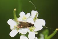 Cauchas rufimitrella