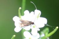 Cauchas rufimitrella
