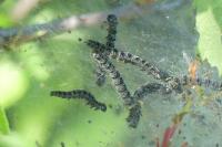 Yponomeuta padella