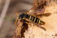 Paranthrene tabaniformis