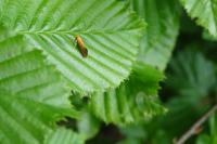 Crassa tinctella