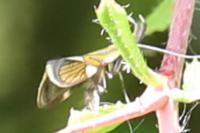 Alabonia geoffrella