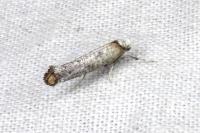Pseudoswammerdamia combinella