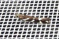 Eteobalea albiapicella