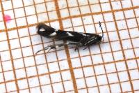 Eteobalea albiapicella