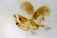 Eteobalea albiapicella