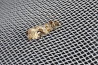 Lobesia botrana