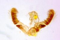 Lobesia botrana
