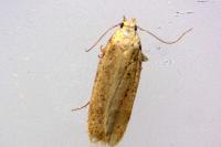 Platyedra subcinerea