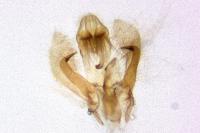 Platyedra subcinerea