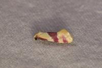 Diceratura amaranthica