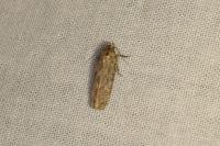 Platyedra subcinerea