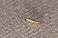 Coleophora