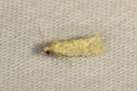 Aethes moribundana