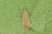Nothris verbascella