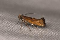 Acrolepiopsis vesperella