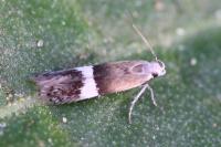 Aproaerema polychromella
