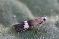 Aproaerema polychromella