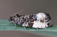 Hedya pruniana