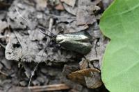 Adela reaumurella