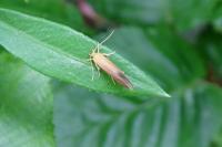Crassa tinctella