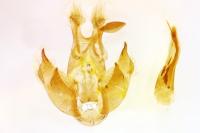 Depressaria chaerophylli