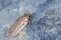 Depressaria chaerophylli