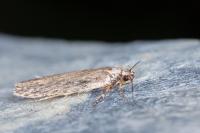 Depressaria chaerophylli