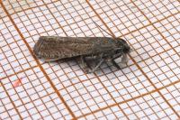 Eucosma cumulana