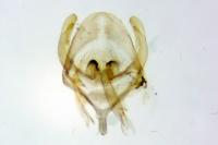 Rebelia plumella surientella