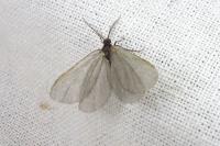 Rebelia plumella surientella