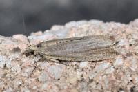 Bactra