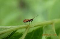 Micropterix aruncella